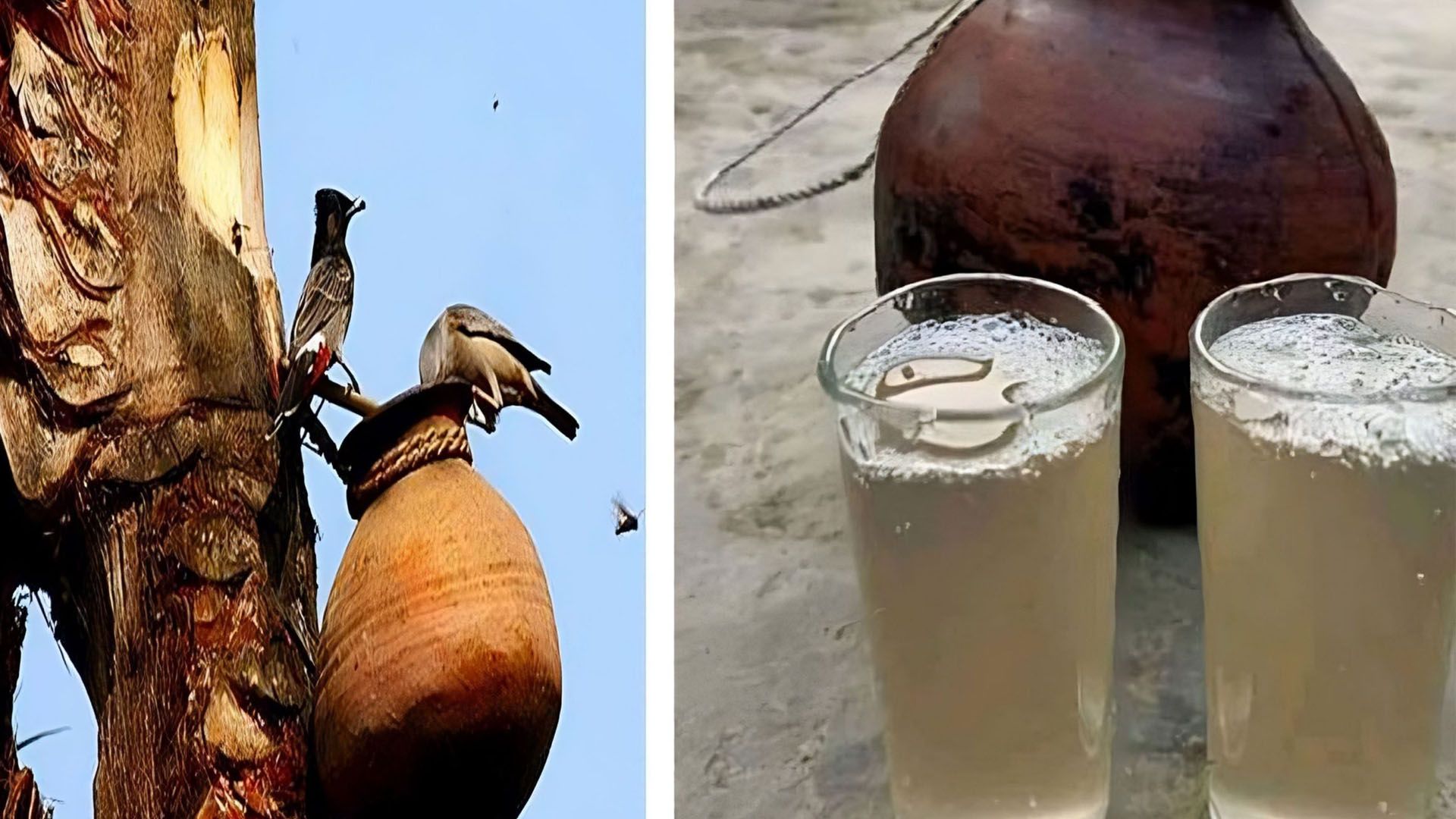 হিম শীতে খেজুর রসের দেশে